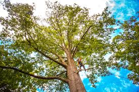 Best Tree Preservation Services  in Island Heights, NJ