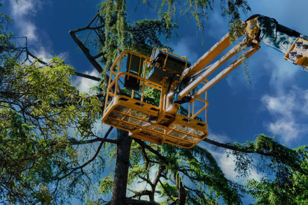How Our Tree Care Process Works  in  Island Heights, NJ