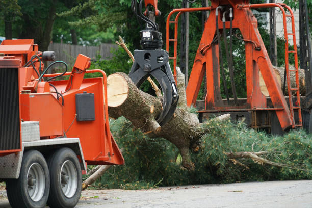 Best Tree and Shrub Care  in Island Heights, NJ