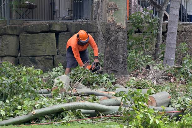 Best Tree Disease Treatment  in Island Heights, NJ