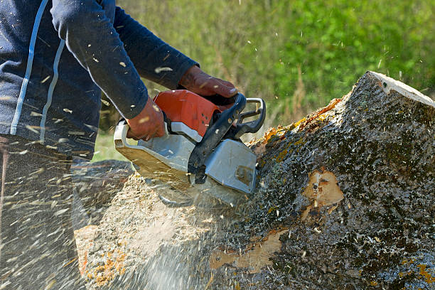 Best Lawn Disease Treatment  in Island Heights, NJ