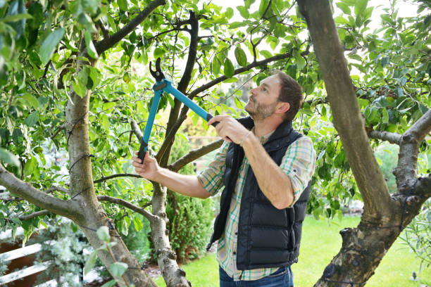Best Root Management and Removal  in Island Heights, NJ